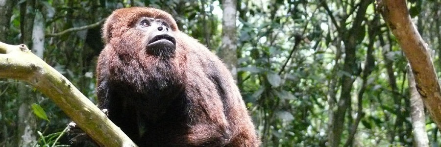 O macaco Bugio, da cor marrom escura, está em um galho de árvore observando a natureza
